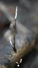 Polyporus guianensis