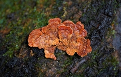 Rigidoporus ulmarius