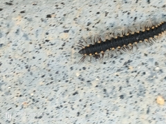 Chondromorpha xanthotricha