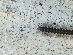 Chondromorpha xanthotricha