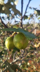 Givotia madagascariensis image