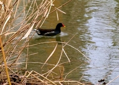 Gallinula chloropus