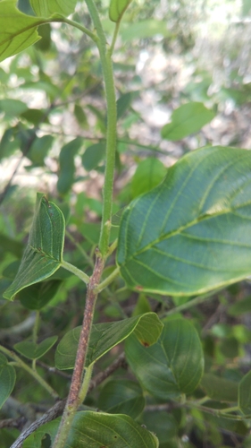 Berchemia discolor image