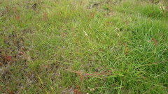 Carex colensoi