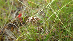 Carex colensoi