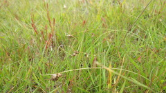 Carex colensoi
