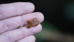 Rigidoporus ulmarius