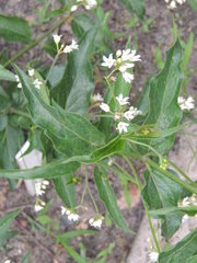 Vincetoxicum hirundinaria hirundinaria