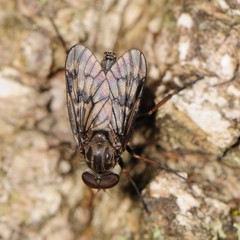 Rhagio punctipennis
