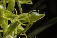Habenaria lithophila