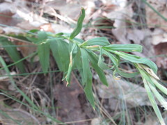 Dianthus superbus stenocalyx