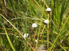Eriocaulon australe