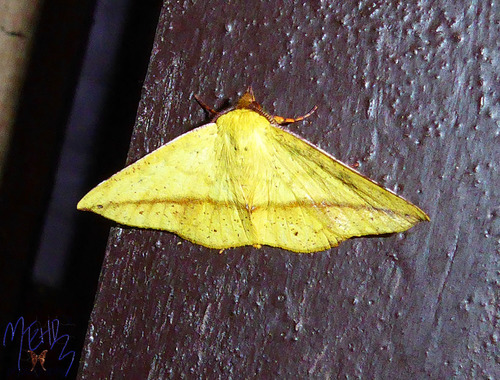 Cholomiza bimaculata