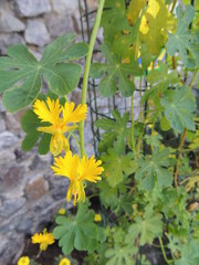 Tropaeolum peregrinum