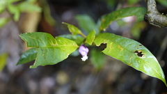 Palicourea apoda