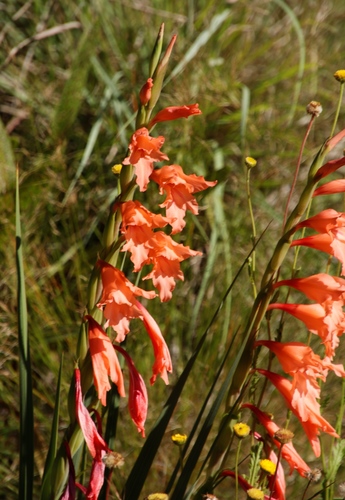 Image of Gladiolus oppositiflorus by (c) Tony Rebelo, some rights reserved (CC BY-SA)