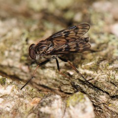 Rhagio punctipennis