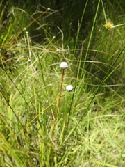 Eriocaulon australe