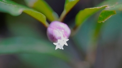 Palicourea apoda