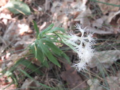 Dianthus superbus stenocalyx