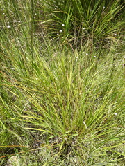 Eriocaulon australe