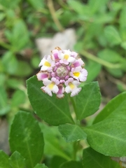 Phyla nodiflora minor