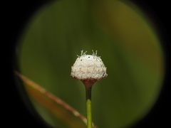 Eriocaulon australe