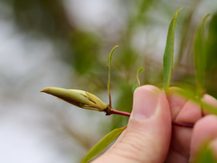 Metrosideros tremuloides
