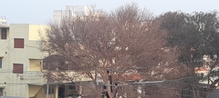 Vachellia leucophloea