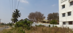 Vachellia leucophloea