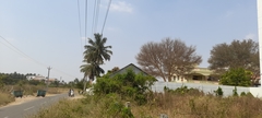 Vachellia leucophloea