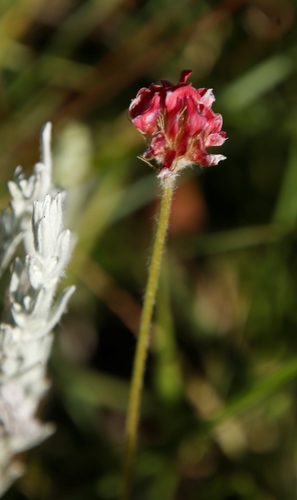 Image of Trifolium africanum by (c) Tony Rebelo, some rights reserved (CC BY-SA)