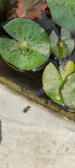 Apis florea