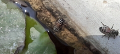 Apis florea