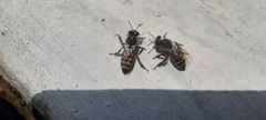 Apis florea