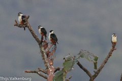 Microhierax caerulescens
