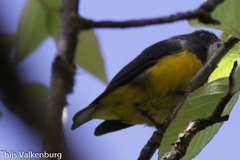 Dicaeum melanozanthum