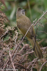 Pycnonotus flavescens