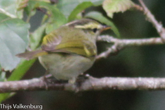 Phylloscopus reguloides