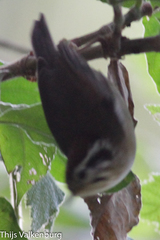 Schoeniparus castaneceps