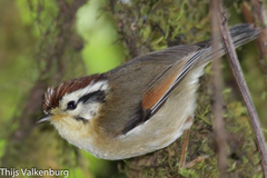 Schoeniparus castaneceps