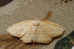 Drapetodes mitaria