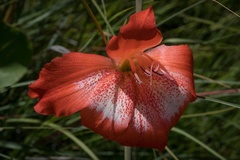 Gladiolus saundersii