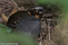 Arborophila rufogularis