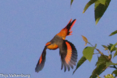 Pericrocotus ethologus