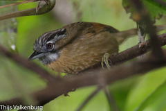 Grey-Throated Babbler photo 2