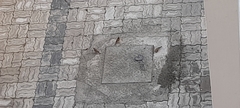 Passer domesticus