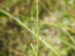 Rutidosis murchisonii