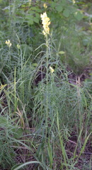 Linaria biebersteinii ruthenica