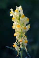 Linaria biebersteinii ruthenica